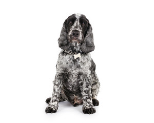 Picture of a Cocker Spaniel sitting on a white background