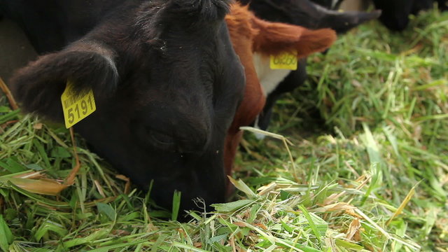 cows eat grass 5