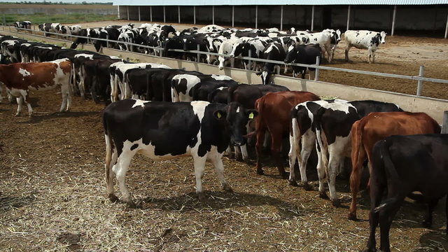herd of cows on the farm 2