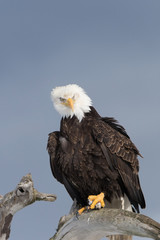 American Bald Eagle Perched on dead tree in Homer Alaska