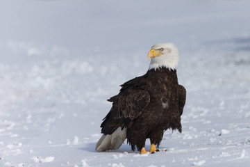 American Bal Eagles on ground near Homer Alaska