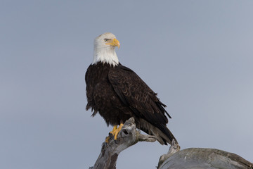 American Bald Eagle Perched on dead tree in Homer Alaska