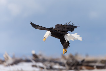 American Bald Eagle landing near Homer Alaska
