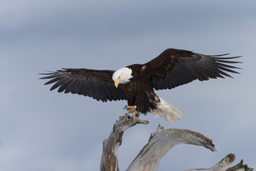 Magestic Bald Eagle on Perch in Homer Alaska