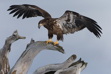 Juvenile Bald Eagle near Homer Alaska
