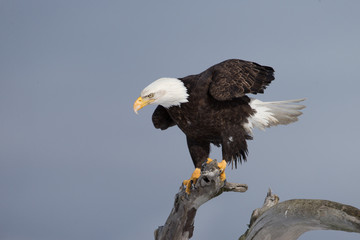 Magestic Bald Eagle on Perch in Homer Alaska