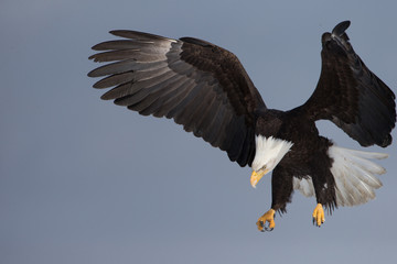 Bald Eagle in Homer Alaska