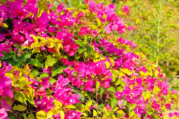 Tropical flowers against natural green background