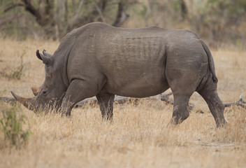 Obraz premium White Rhino in Kruger National Park, South Africa