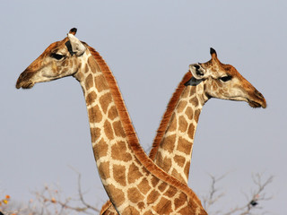 Obraz premium Portraitaufnahme zweier Giraffen im Etosha-Nationalpark, Namibia