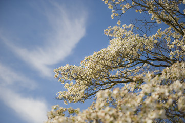 Dogwood Blossoms Against Blue Sky Background