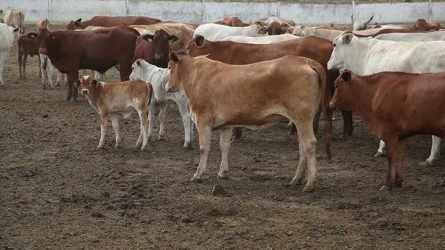 cows on the farm  2
