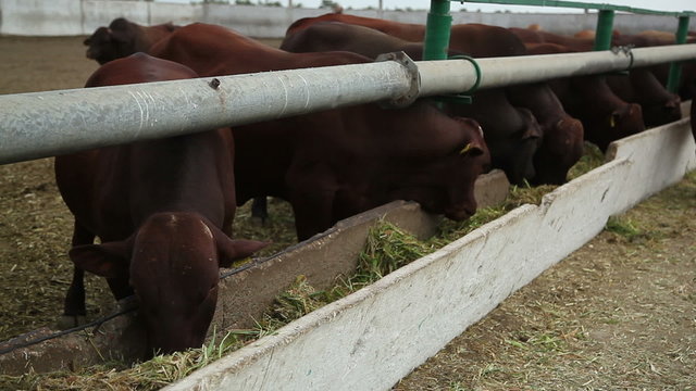 cows on the farm 4