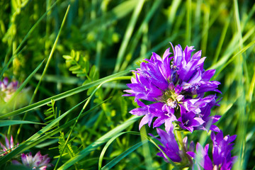 violet flowers with grass background