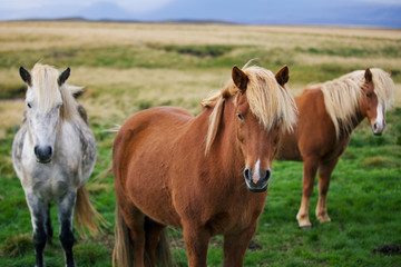 Naklejka na ściany i meble Icelandic horses in the field