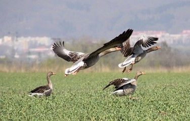 wild geese in flight