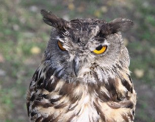 Great Horned Owl