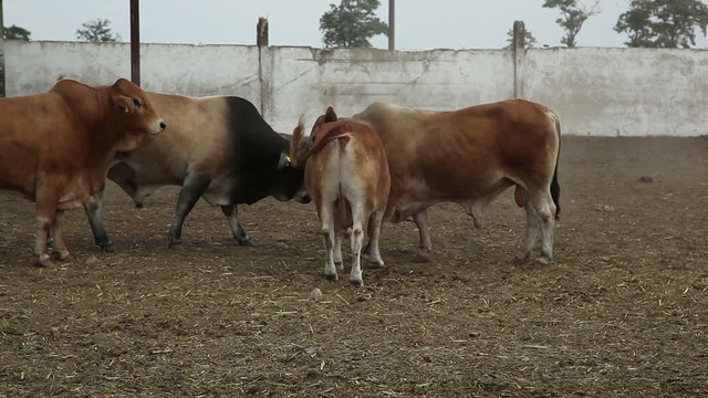 bulls on the farm 5