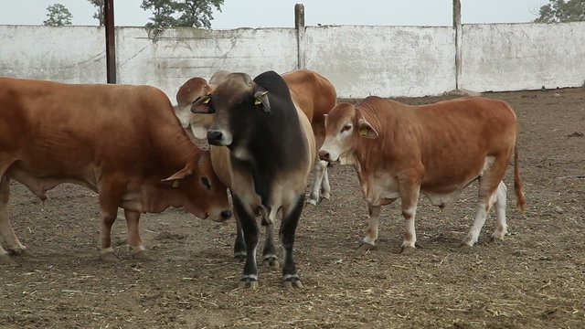 bulls on the farm 4