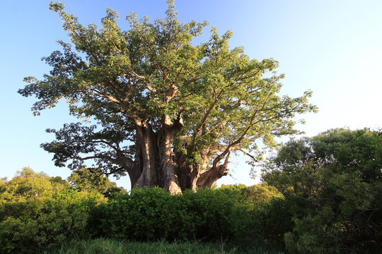 albero centenario parco nazionale del kruger sudafrica