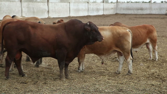 bulls on the farm 2
