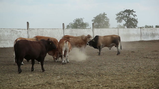 bulls on the farm 1