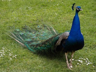 Obraz premium The peacock on a green grass