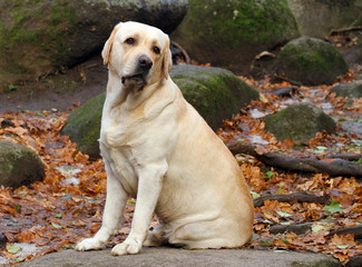 a yellow labrador in the park in autumn