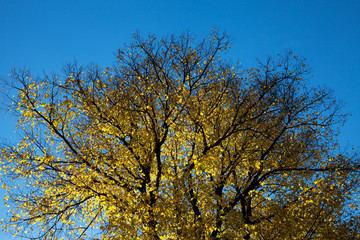 Yellow leaves.