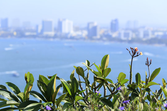 Fototapeta flowers with the background of sea and city
