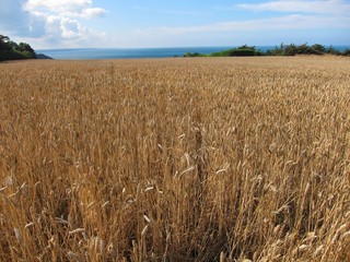 A field of  wheat