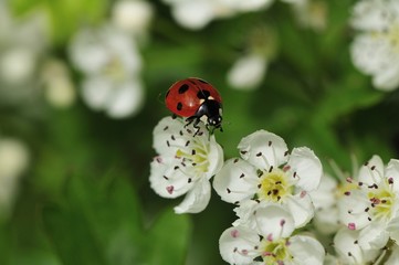 Marienkäfer