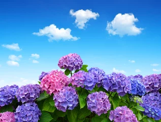 Abwaschbare Fototapete Hortensie Hortensienblüten am blauen Himmel