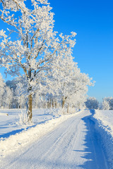 Winter road with frosty trees