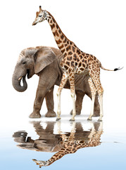 giraffe with elephant reflected on the water surface