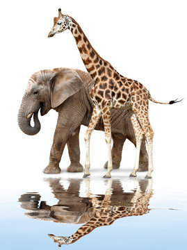 Giraffe With Elephant Reflected On The Water Surface