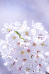 サクラの花