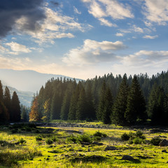 forest glade in  shade of the trees