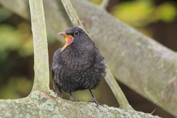 blackbird