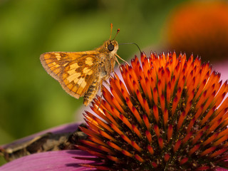Fototapeta premium Peck's Skipper on a Summer Purple Coneflower