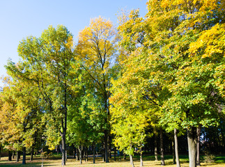 Naklejka premium Autumn trees in park