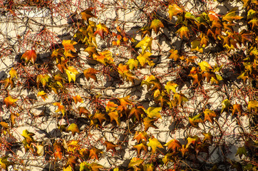 Herbstliche Blätter Wilder Wein