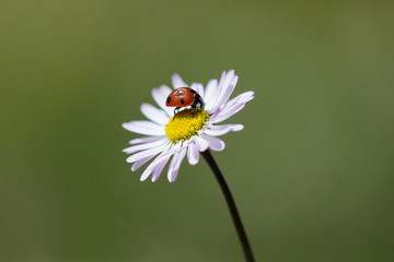 coccinella © maurosanna