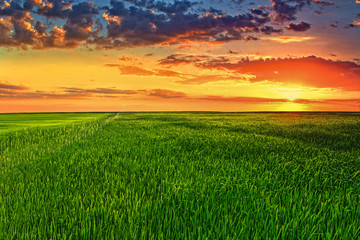 Picturesque sunset in the green wheat field