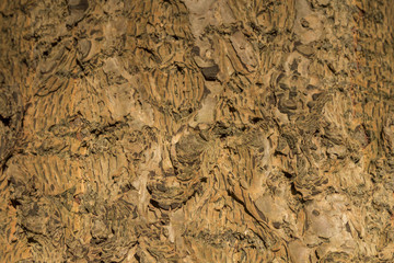 Detail view of conifer bark