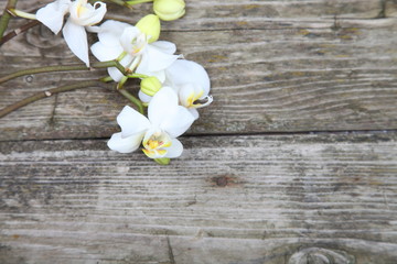 White orchid(Phalaenopsis )