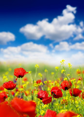 red poppy and wild flowers