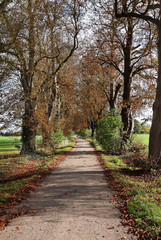 Autumn in an English rural Lane