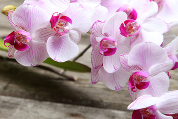 Pink orchid(Phalaenopsis ) © Elena Blokhina