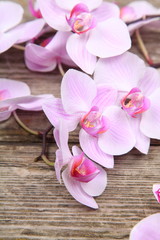 Obraz na płótnie Canvas Pink orchid(Phalaenopsis )